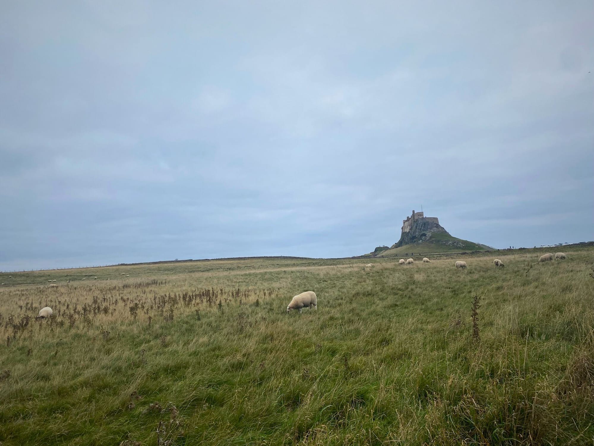 Peace and Pandemonium on Holy Island